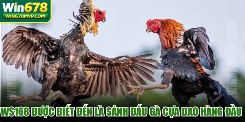 WS168 được biết đến là sảnh đấu gà cựa dao hàng đầu hiện nay